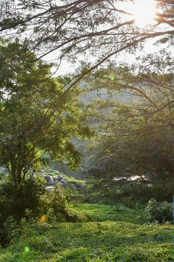 A vertical shot of the trees in the beautiful forest captured in Thenmala, Kerala, India