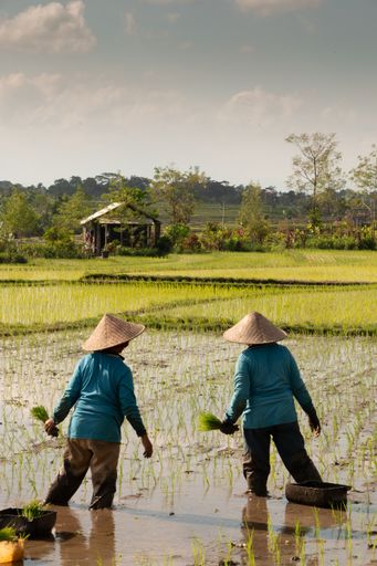 A vertical shot of two workers planting rice in a field in Bali, Indonesia
