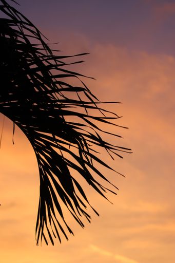 Close up black silhouette of a tropical palm tree leaf against a golden sunset sky background