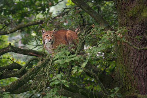 A lynx perched on a tree branch amidst lush greenery, showcasing its natural habitat
