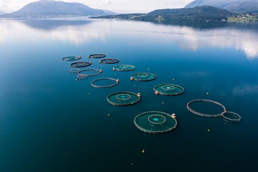 Aerial drone shot of fish cages, in mirroring fjord water, sunny, summer day, in Central Norway