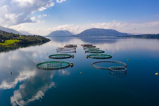 Aerial drone shot of fish cages, in reflecting water, sunny, summer day, in Norway