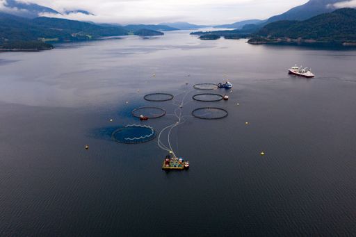 Aerial drone view of fish farm boat at a Aquaculture of salmonids fishery, cloudy day