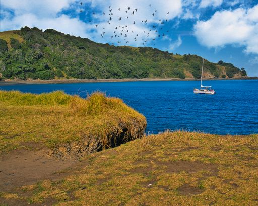 A spectacular landscape at Tawharanui Regional Park in New Zealand with a flock of birds above a lone ship