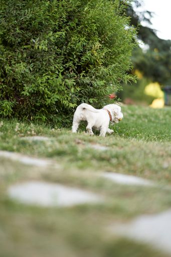 A vertical shot of an adorable white terrier dog walking in the field on the green grass