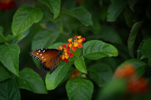 A vibrant butterfly perched on colorful flowers amidst lush green leaves, showcasing nature's beauty.