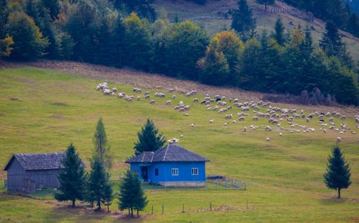 Scenic view of a hillside with a blue house, a barn, and a flock of sheep grazing, surrounded by lush green trees.