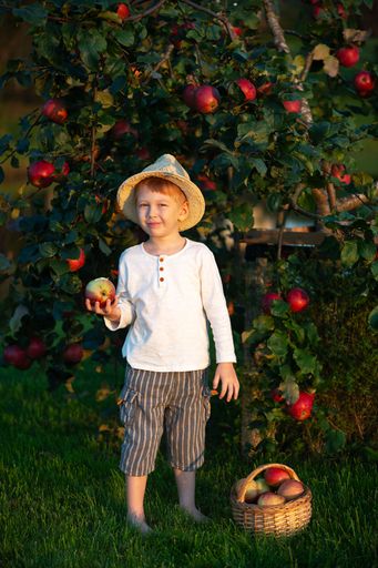 Young boy in a straw hat standing in an apple orchard holding an apple next to a basket, with lush green trees in the background.