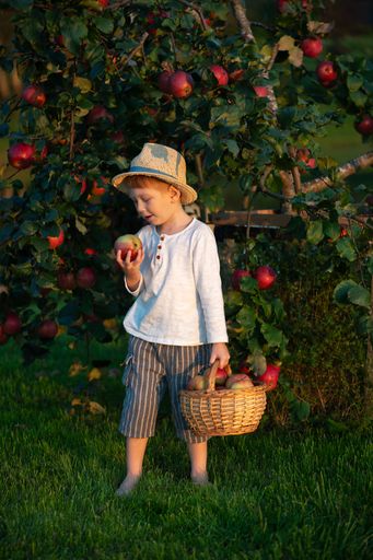 Young boy in a straw hat holding a basket of apples, standing in an orchard during golden hour.