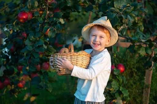 A young Caucasian boy in a straw hat holds a basket of apples in an orchard, smiling joyfully in the warm sunlight.