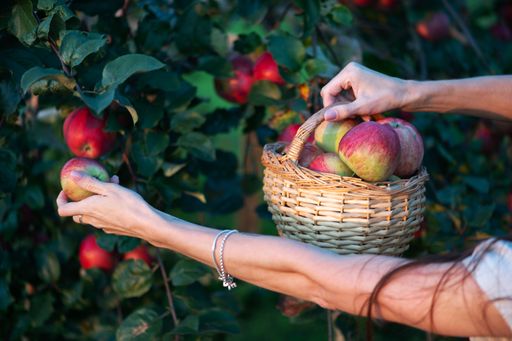 A woman harvesting ripe red apples from a tree into a wicker basket in an orchard, showcasing fresh produce and farming.