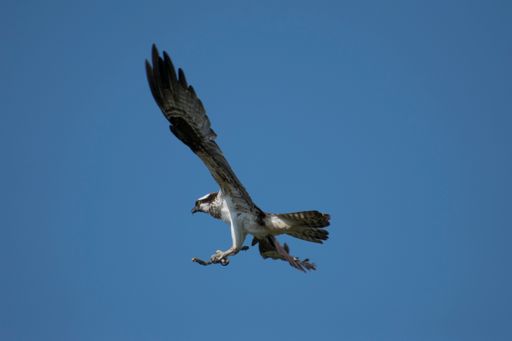 A low angle shot of an osprey hawk bird flying in the blue sky holding a branch with its claw