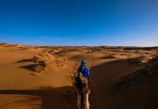 A male with a blue shirt walking in front of a camel in the middle of sand dunes with clear sky in the background