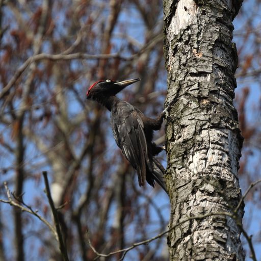 A selective focus shot of a black woodpecker on a tree trunk during daylight