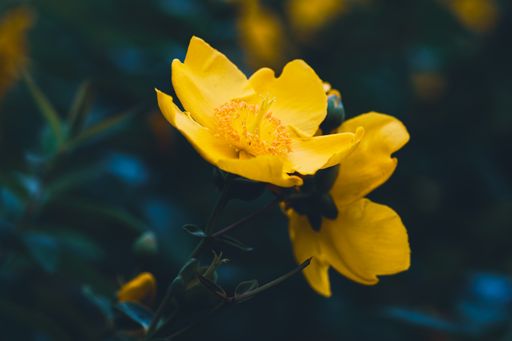A selective focus shot of blooming Hypericum perforatum flowers