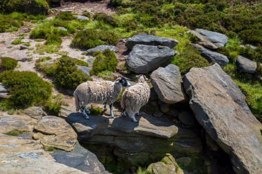 A high angle shot of sheep on the rocky surface in nature