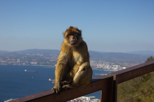 A closeup shot of a monkey on the rusty fence with a sea in the background