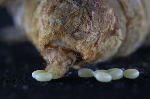 A close-up view of a silkworm laying eggs.