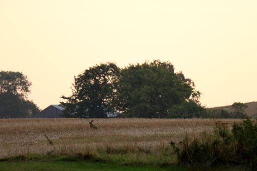 A serene rural landscape featuring a lone hare in a golden field at sunset, with trees and a barn in the background.