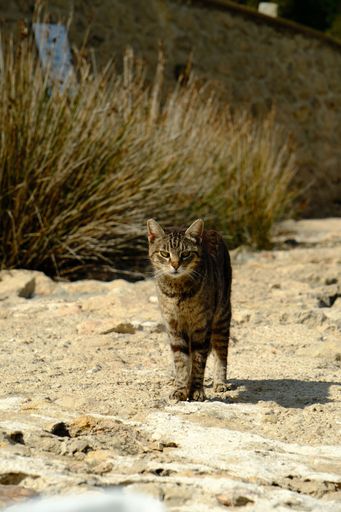 A sleek tabby cat with piercing eyes stalks across a sandy path, its every step exuding a sense of purpose and focus.