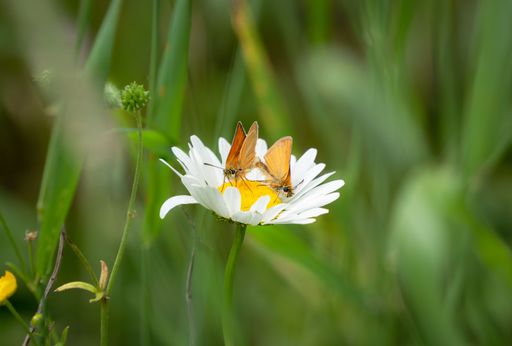 Two butterflies perched on a white daisy in a lush green field, showcasing the beauty of nature and wildlife.