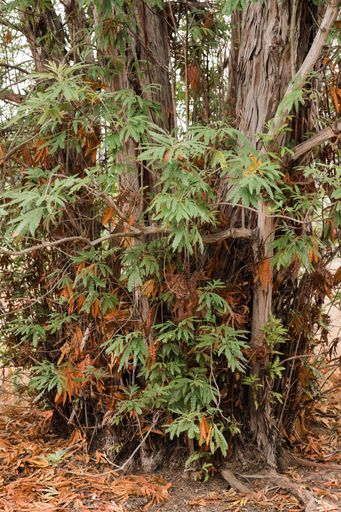 A close up shot of tree leaves