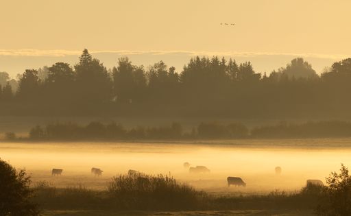 Cows grazing in a misty field during sunrise with trees in the background, creating a serene rural landscape.