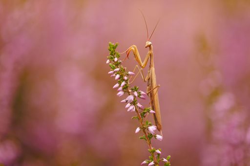 Mantis perched on a flowering heather plant with a soft pink background.