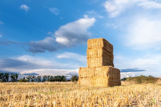 A side view of straw hay bales in a farmers field after harvest
