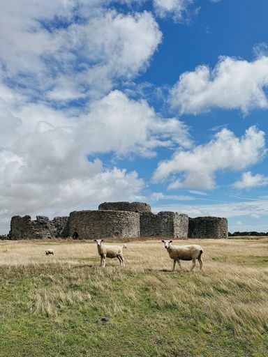 Sheep grazing in a field with ancient stone ruins under a bright blue sky and fluffy clouds, showcasing rural tranquility and history.