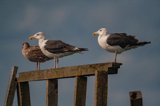 A selective focus shot of three gulls perched on a broken wooden fence