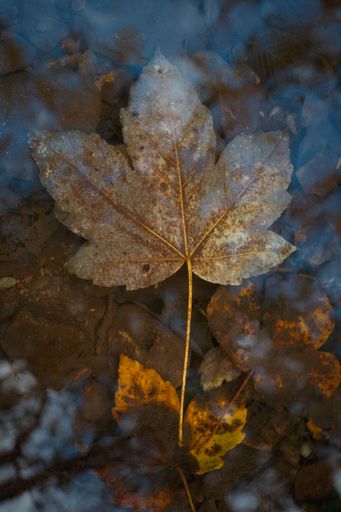 A close-up of a fallen maple leaf submerged in water with a reflection of the sky