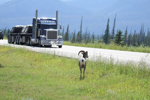 A bighorn sheep walks along a the highway with a big track passing by