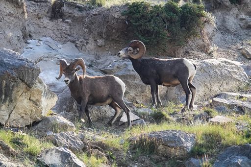 A natural view of two bighorn sheep rams stand on a rocky ledge