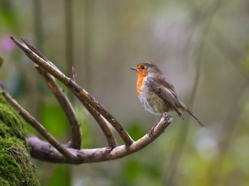 A European robin perched on a mossy branch in a forest setting, showcasing its vibrant orange breast and natural habitat.