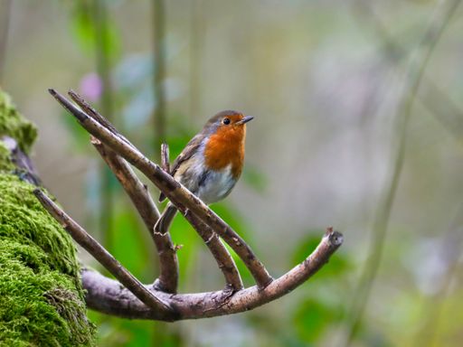 A vibrant robin perched on a mossy branch in a lush forest setting.