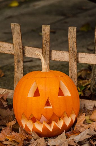 Carved pumpkins for Halloween decorations, on a ground of fallen leaves and next to a wooden fence.