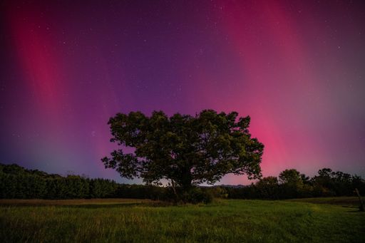 A solitary tree under a vibrant pink and purple aurora in a starry night sky over a grassy field.