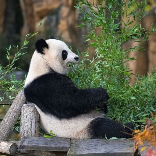A giant panda eating bamboo in the grass in autumn