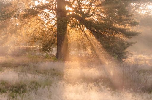 A forest on a sunny, foggy day
