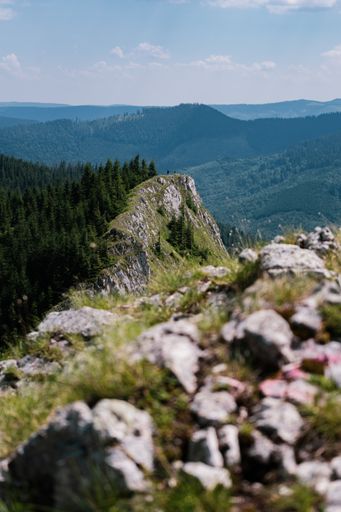 A selective focus shot of a mossy cliff surrounded by dense dark forests in the wilderness on a sunny day