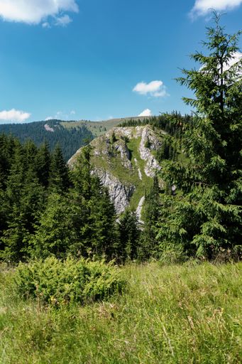 A vertical shot of a vibrant green field with  tall dark trees and rocky cliffs under a bright blue sky on a sunny day