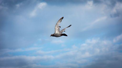 A closeup shot of a gray pigeon flying in the sky