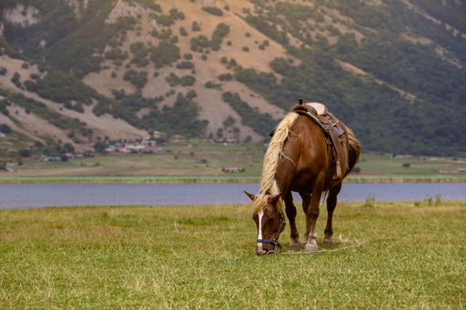 A brown horse grazing on a mountain pasture