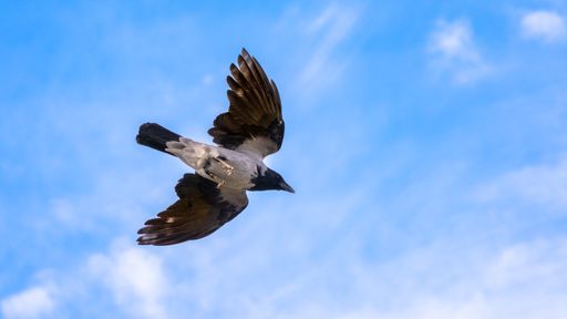 A closeup shot of a gray pigeon flying in the sky