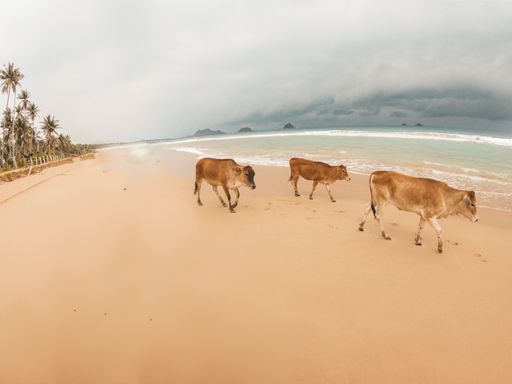 Cows walking along a tropical beach with palm trees and cloudy sky, creating a unique coastal scene.