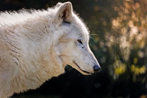 Close-up of a majestic white wolf with soft fur in natural sunlight, showcasing its profile against a blurred background.