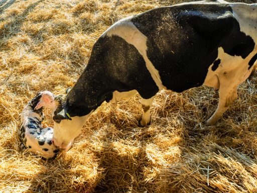 A closeup shot of a newborn holstein calf being taken care of by its mother in a barn