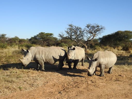 A beautiful herd of rhinos walking on a sandy field in rural Namibia under the warm sun