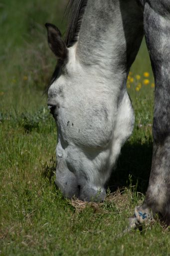 A vertical shot of a gray horse grazing the grass in a field
